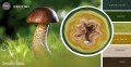 KOKONEK Merino 582 Smaki lasu - Ciemna zieleń/paproć/limetka/musztarda/ciepły beż/brąz