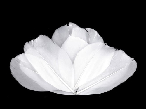 Pióra gęsie / białe / 5,5-7 cm / 10 szt.