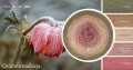 KOKONEK Merino 601 MIX Ostatnia nadzieja - Khaki/ciemny beż/ciepły beż/zgaszona morela/malwa