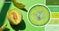 KOKONEK Classic B103 Jacek - Paproć/zielone jabłuszko/kiwi/jasna zieleń/pistacja